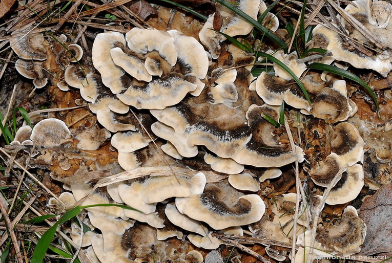 Aphyllophorales nella Tenuta di San Rossore